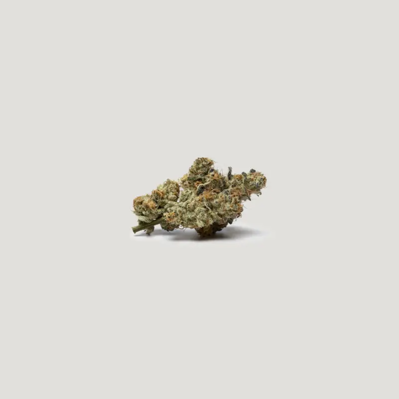 Sweetish Fish Cannabis Seeds by Purple City Genetics