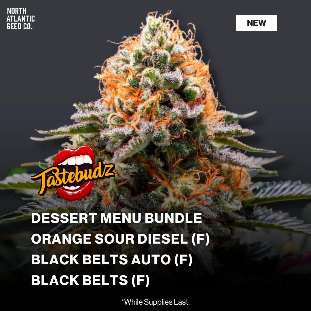 Tastebudz New Packs 2026