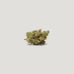Tangieberto Cannabis Seeds by Purple City Genetics