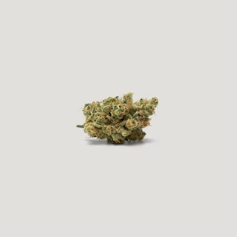 Tangieberto Cannabis Seeds by Purple City Genetics