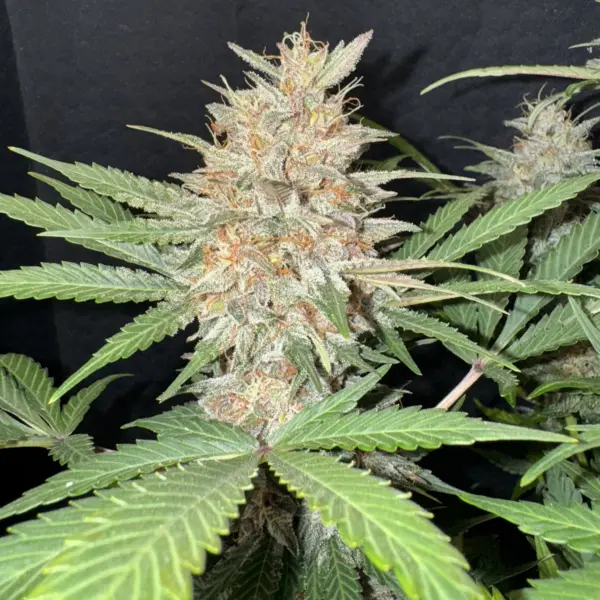 Terrorkobalt Auto Cannabis Seeds by Gnome Automatics