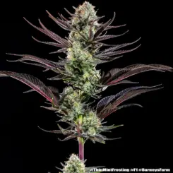 Thin Mint Frosting Cannabis Seeds by Barney's Farm