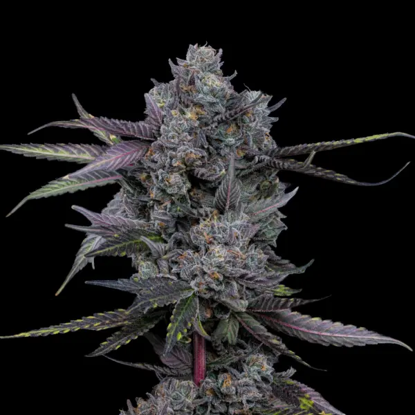 Triple Beam Cannabis Seeds by Offensive Selections