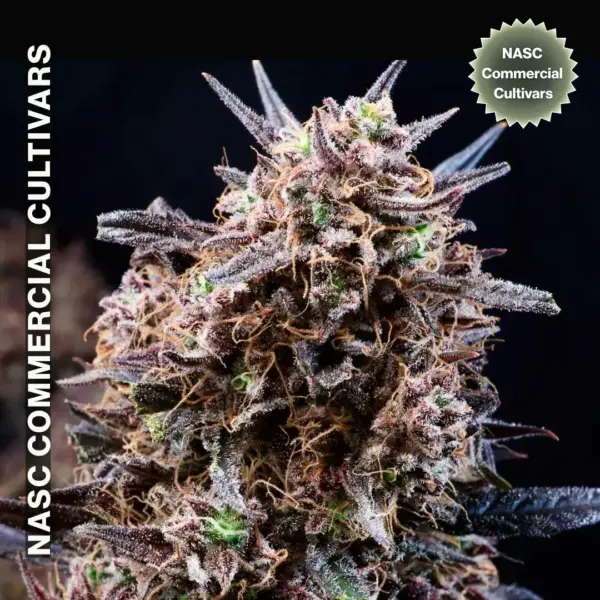 Tropix F1 Auto Cannabis Seeds by North Atlantic Seed Commercial Cultivars