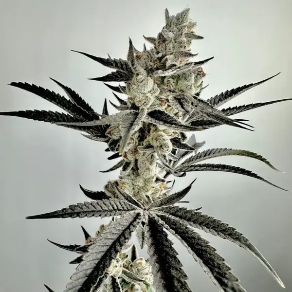 Wicked Fabuloso Cannabis Seeds by Exotic Genetix