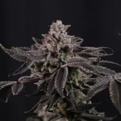 Z42 Cannabis Seeds by FastBuds