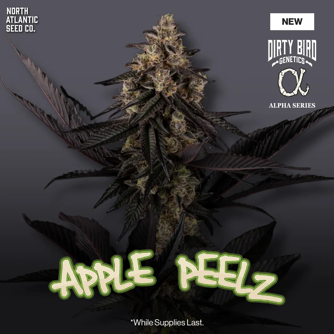 Dirty Bird Genetics - Alpha Series