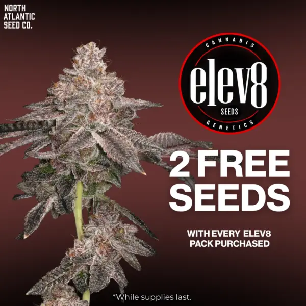 Elev8 Seeds