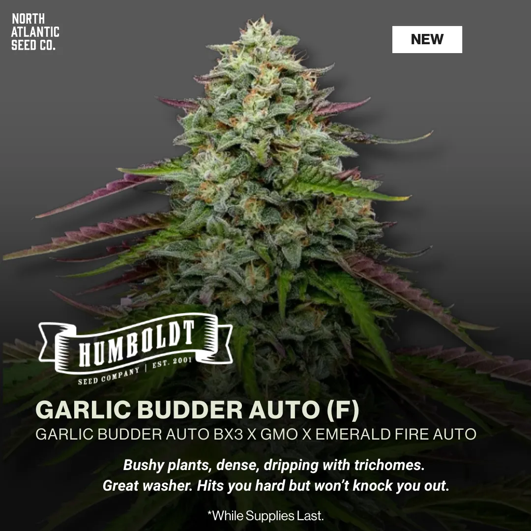 Humboldt Seed Co - Autoflowering