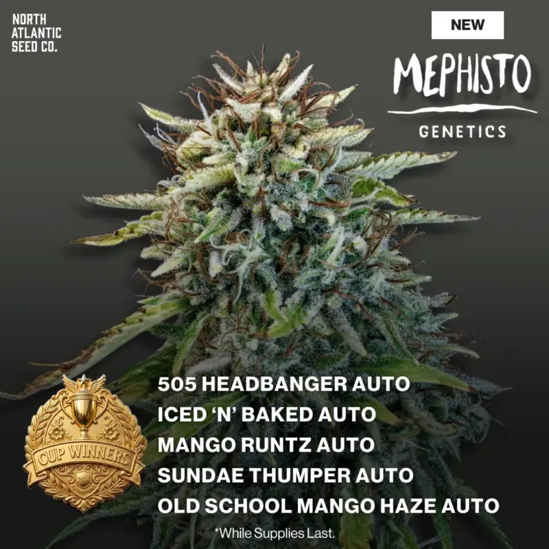 Mephisto Genetics New Strains