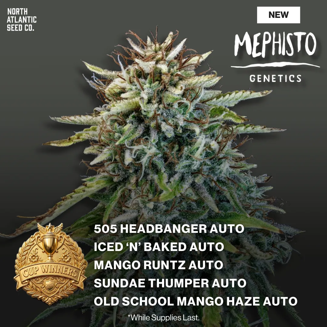 Mephisto Genetics New Strains