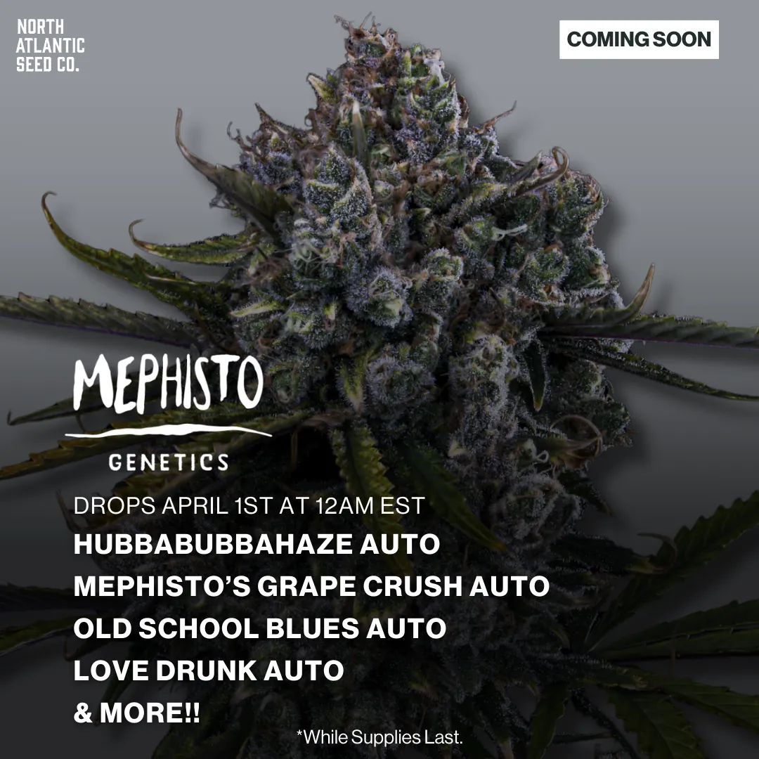 Mephisto Genetics 2026 Drops