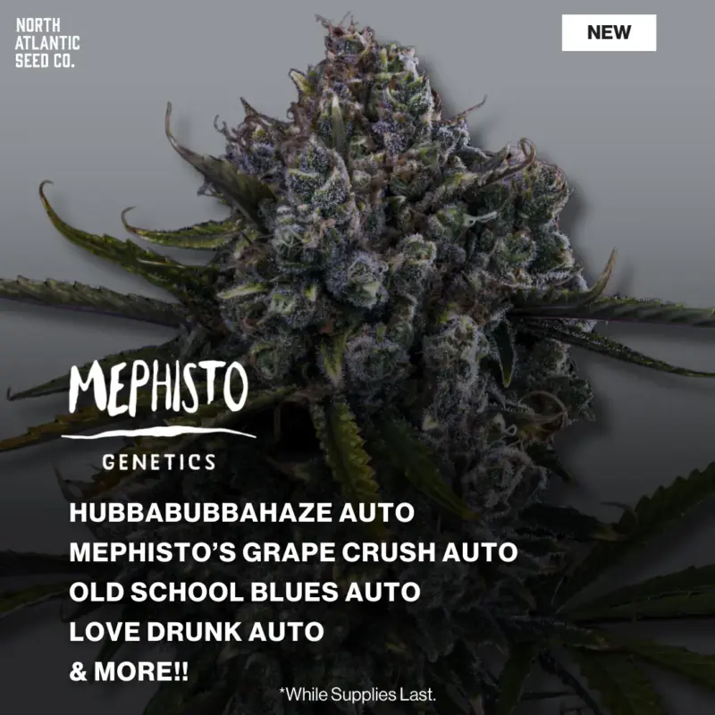 Mephisto Genetics 2026 Drops