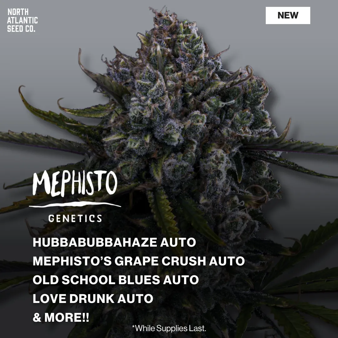 Mephisto Genetics 2026 Drops
