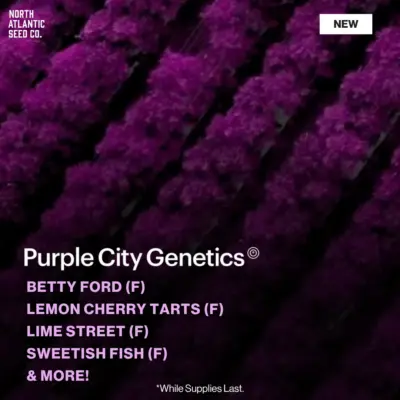 Purple City Genetics
