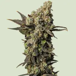 Astro Lemonade Cannabis Seeds by Royal Queen Seeds