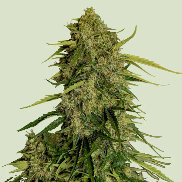 Atlas F1 CBD Auto Cannabis Seeds by Royal Queen Seeds