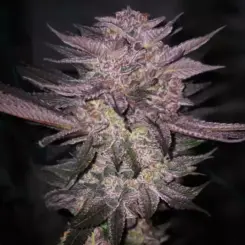 Atomic Fuego R1 Cannabis Seeds by Ethos Genetics