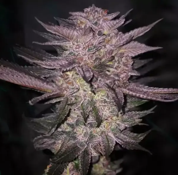 Atomic Fuego R1 Cannabis Seeds by Ethos Genetics