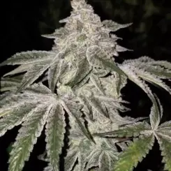 Atomic Lesiure R1 Cannabis Seeds by Ethos Genetics