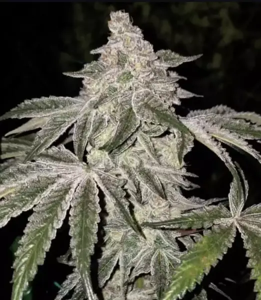 Atomic Lesiure R1 Cannabis Seeds by Ethos Genetics