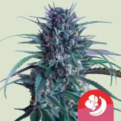 Banana Brawler Cannabis Seeds by Royal Queen Seeds