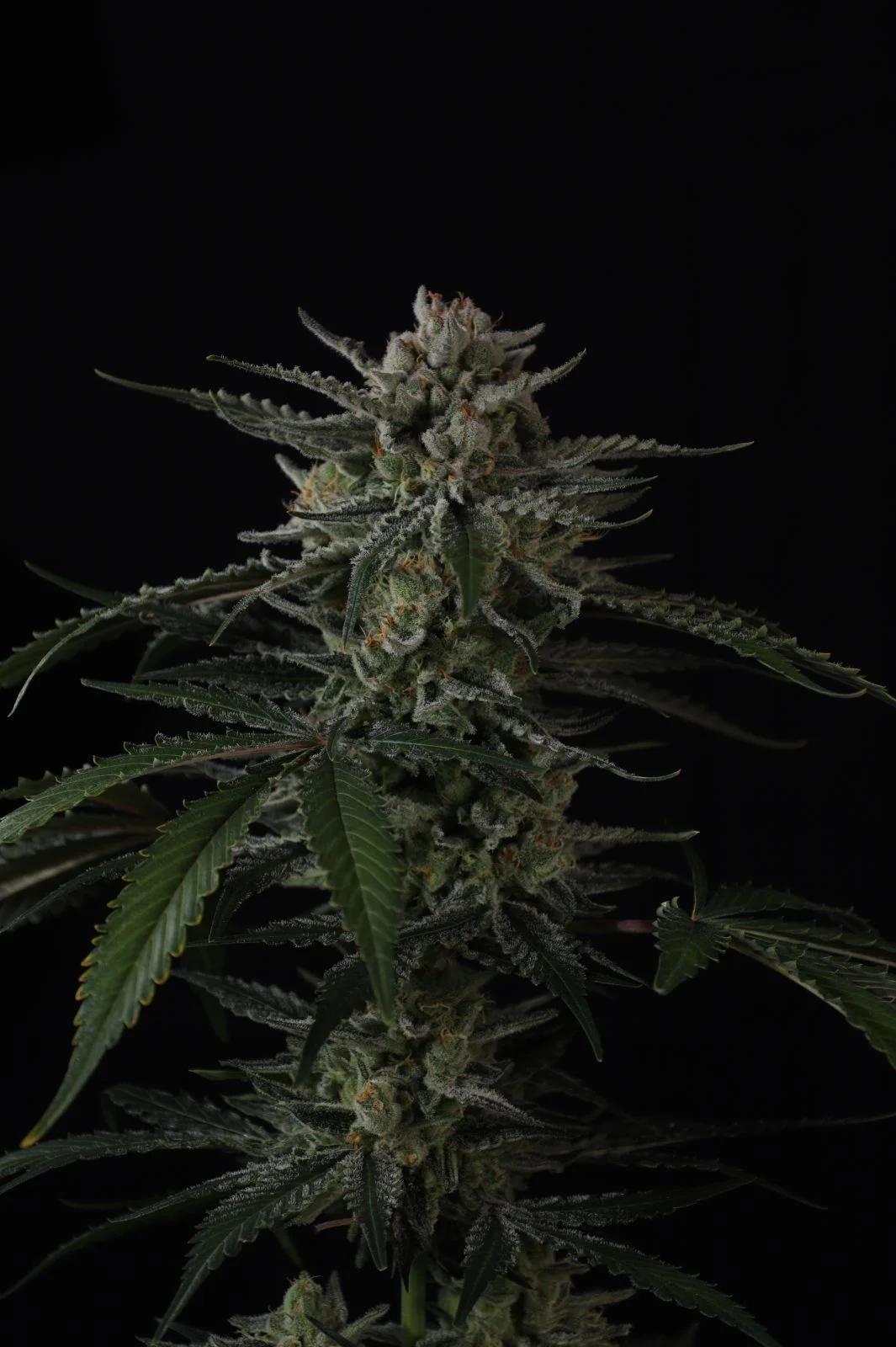 Banana Guava Auto Cannabis Seeds by Fast Buds