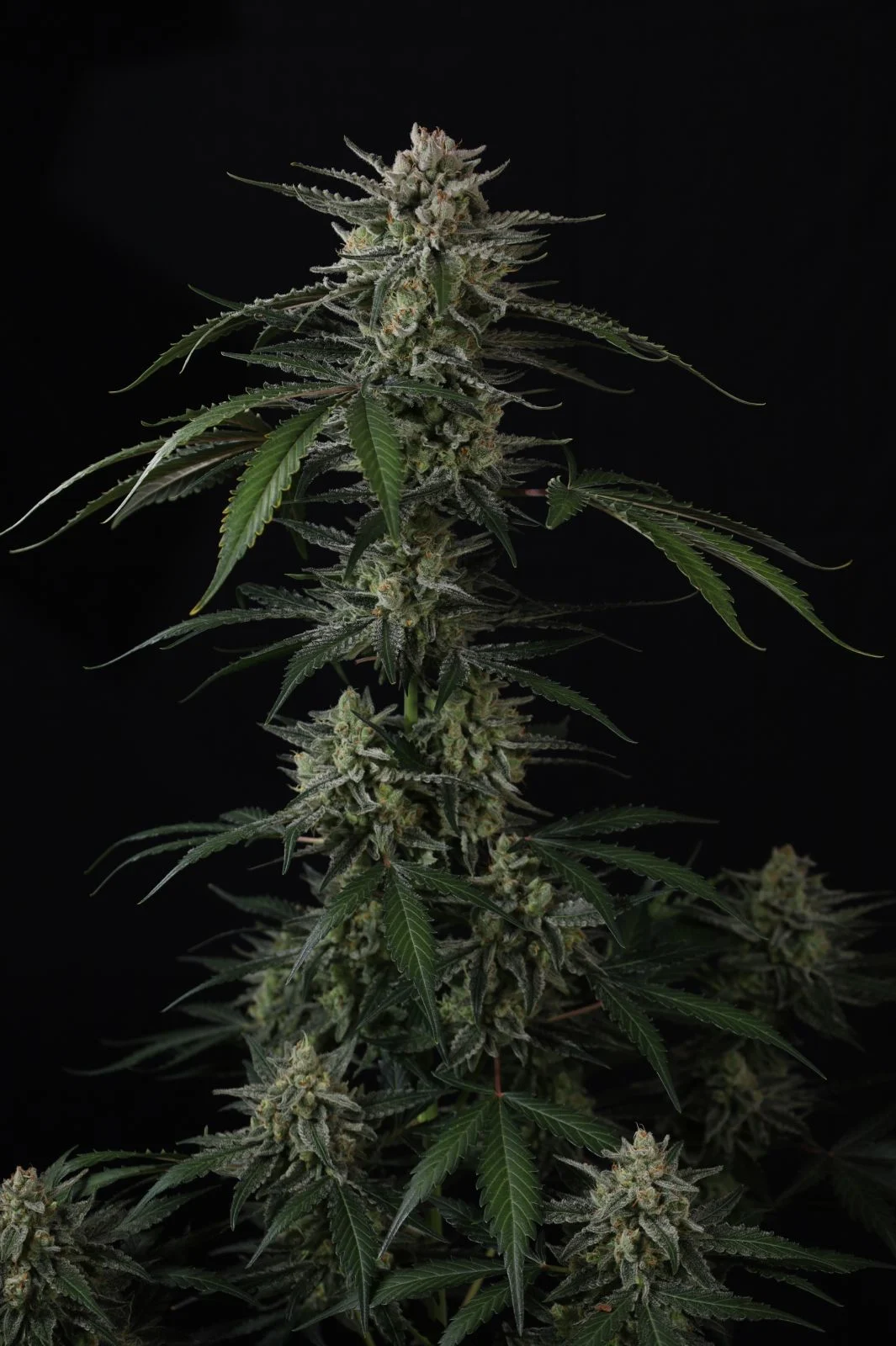 Banana Guava Auto Cannabis Seeds by Fast Buds