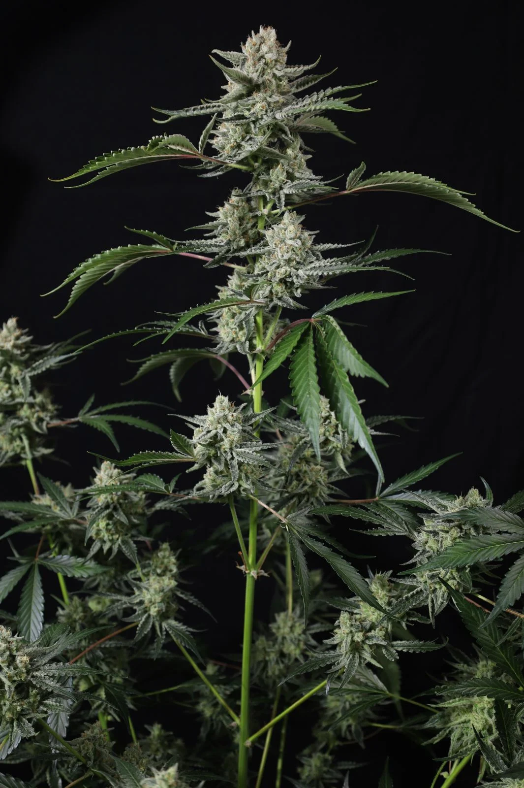 Banana Guava Auto Cannabis Seeds by Fast Buds