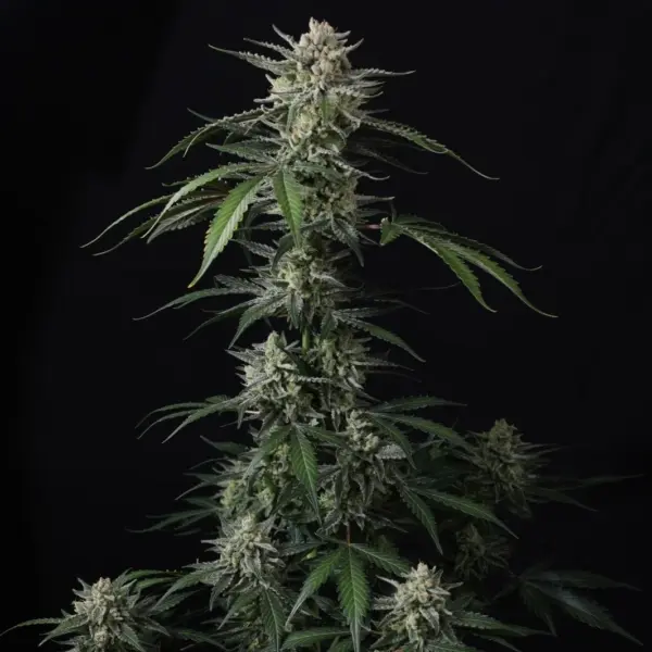 Banana Guava Auto Cannabis Seeds by Fast Buds