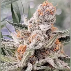 Banana Midori Cannabis Seeds by In House Genetics