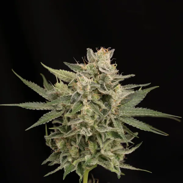 BananaBread FAST Cannabis Seeds by Twenty20 Mendocino