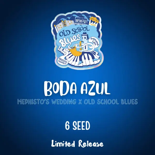 Boda Azul Cannabis Seeds by Mephisto Genetics