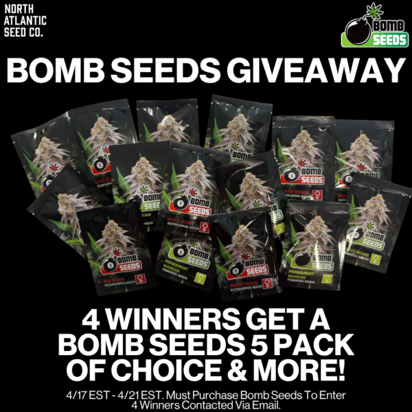Bomb Seeds - Photoperiod Cannabis Seeds