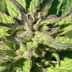 Breeder's Choice Cannabis Seeds by Lamb's Breath Seeds