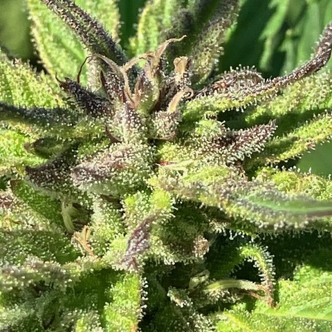 Breeder's Choice Cannabis Seeds by Lamb's Breath Seeds