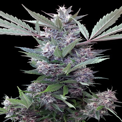 Bubba Kush x PCK Cannabis Seeds by Ace Seeds