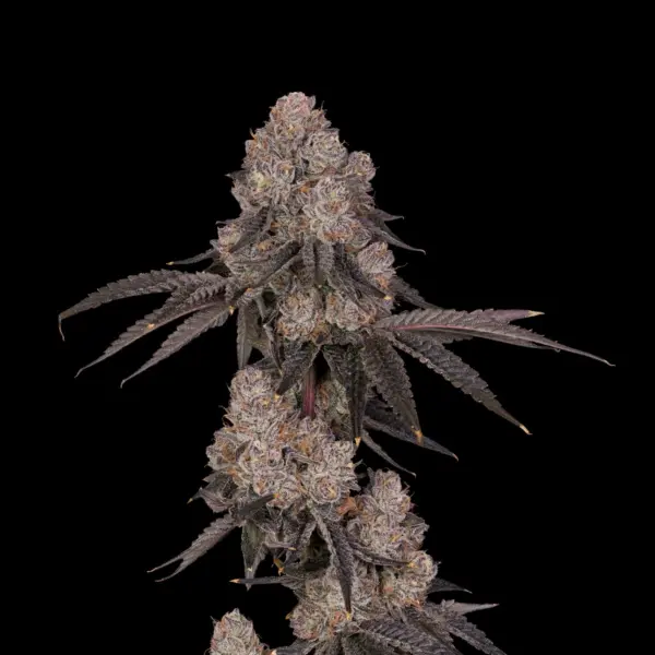 Category 5 Cannabis Seeds by Offensive Selections 2