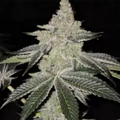 Chama R1 Cannabis Seeds by Ethos Genetics