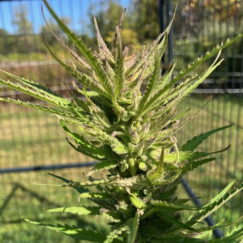 Class Clown Cannabis Seeds by Lamb's Breath Seeds