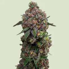 Cosmic Cheddar F1 Cannabis Seeds by Royal Queen Seeds