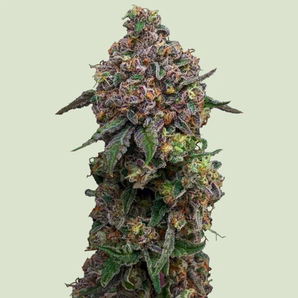 Cosmic Cheddar F1 Cannabis Seeds by Royal Queen Seeds