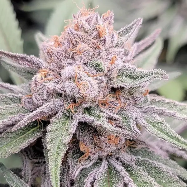 Cosmic Zushi Cannabis Seeds by In House Genetics