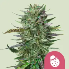 Do-Si-Dos Cannabis Seeds by Royal Queen Seeds