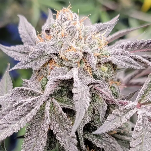 Double Midori Cannabis Seeds by In House Genetics