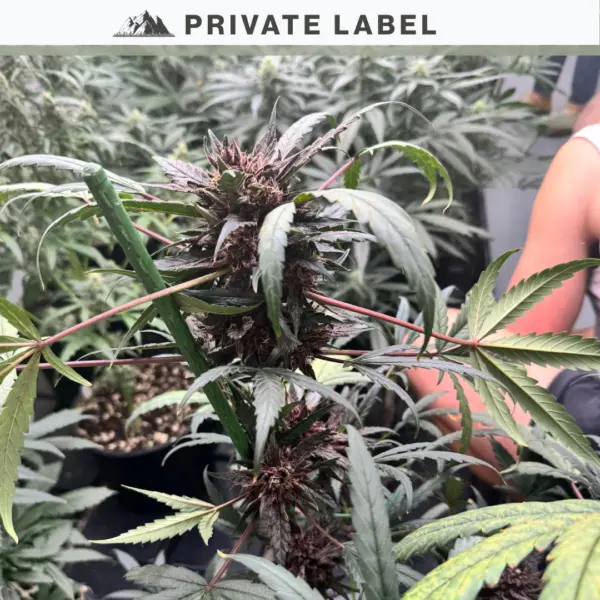 Durban Poison Auto Cannabis Seeds by Private Label