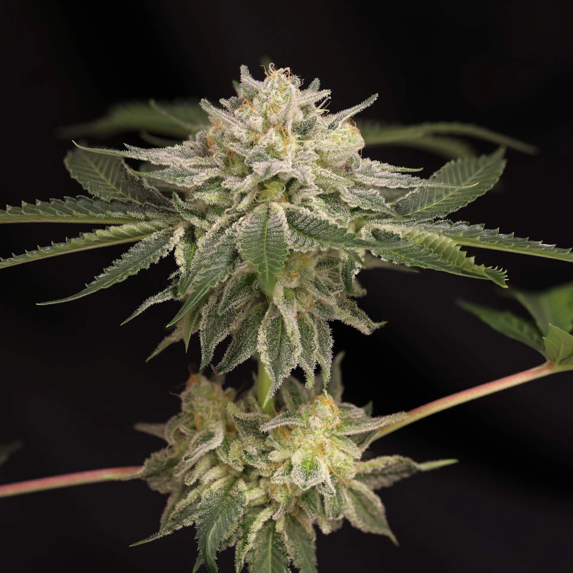 Early Bubba FAST (F) [SHIPS EARLY MAY]