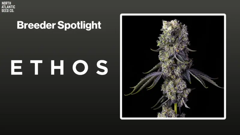 Ethos Genetics Breeder Spotlight