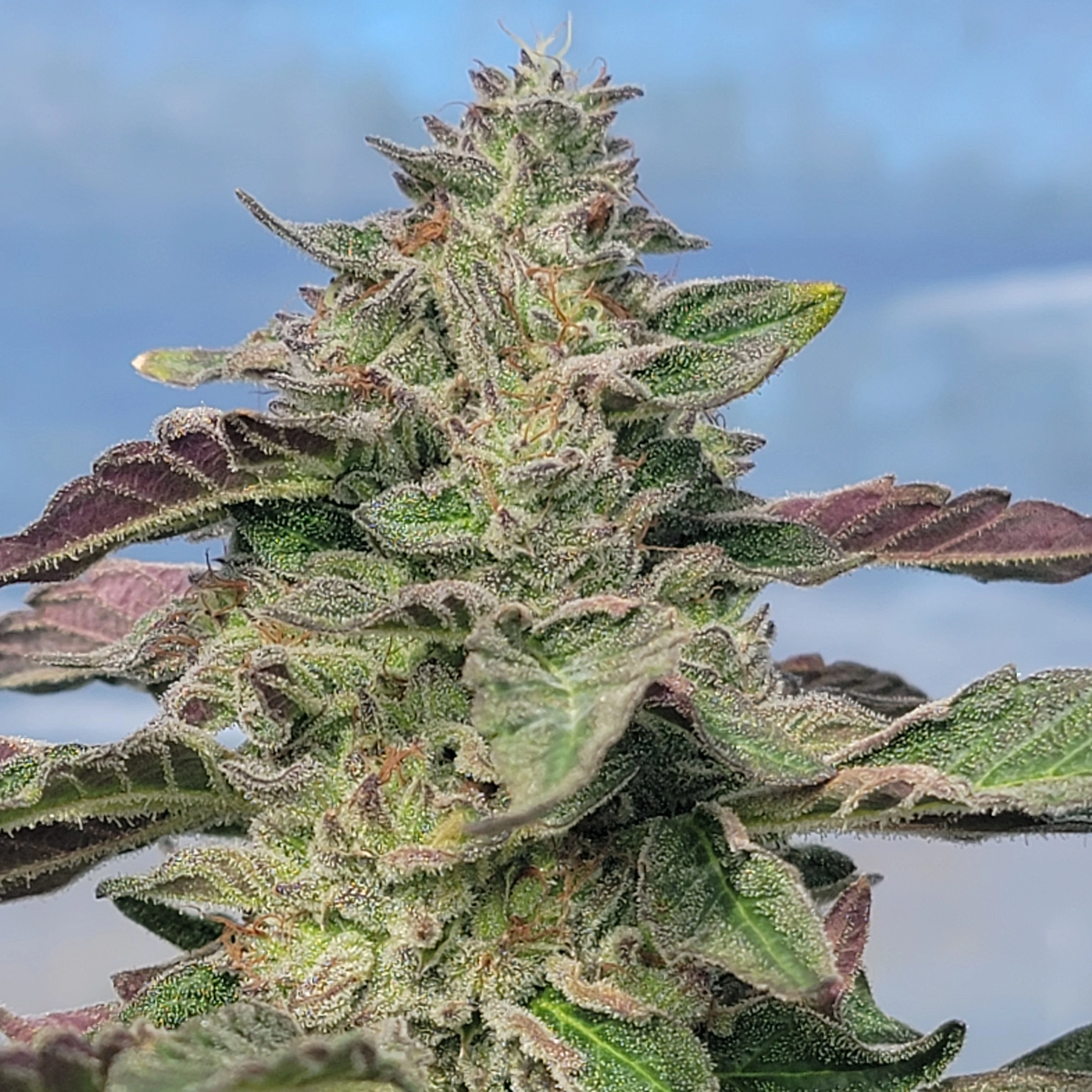 Falooda Cannabis Seeds by Jolly Pond Farm