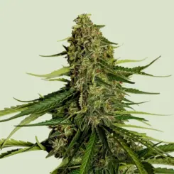 Gaia F1 Auto Cannabis Seeds by Royal Queen Seeds